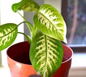 how to clean indoor houseplants and shine the leaves