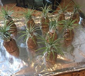 A woman plants pineapples on a baking sheet and we're kind of in love with the result