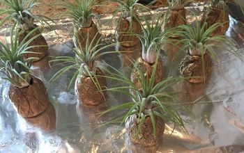 Air Plant Pineapples!
