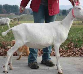 goat breeds for milk