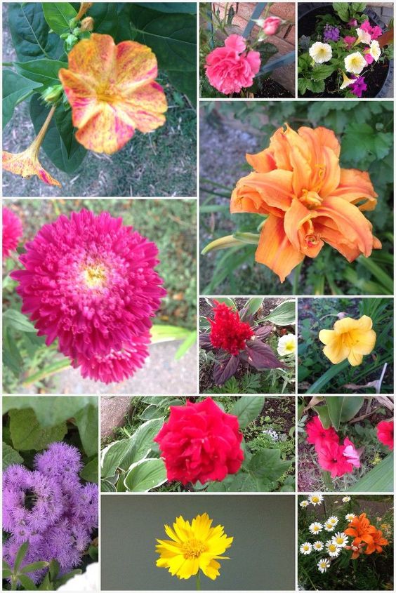 e our garden flowers 2016