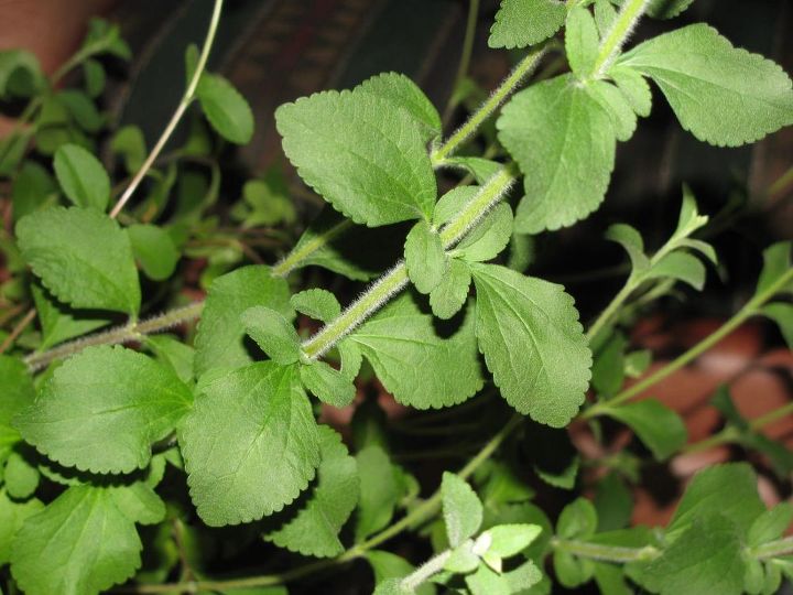 cultivar y utilizar plantas de stevia en lugar de azcar