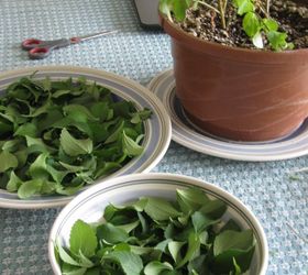 grow and use stevia plants in place of sugar