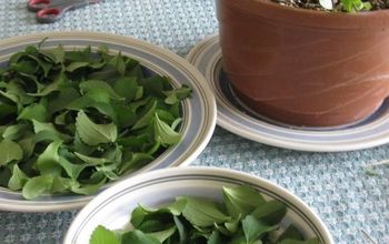 Cultivar y utilizar plantas de Stevia en lugar de azúcar
