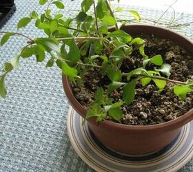 grow and use stevia plants in place of sugar
