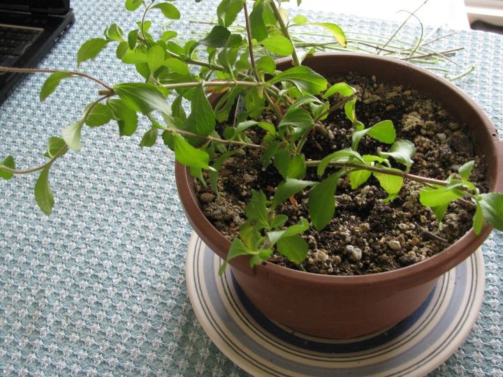 cultive e use plantas de estvia em vez de acar