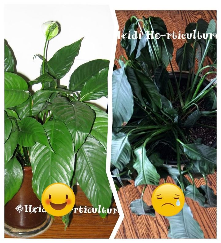 repotting and dividing peace lily house plant, From lush to mush yeesh What s going on