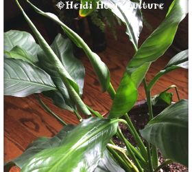 repotting and dividing peace lily house plant