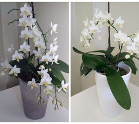 how to re bloom your orchids