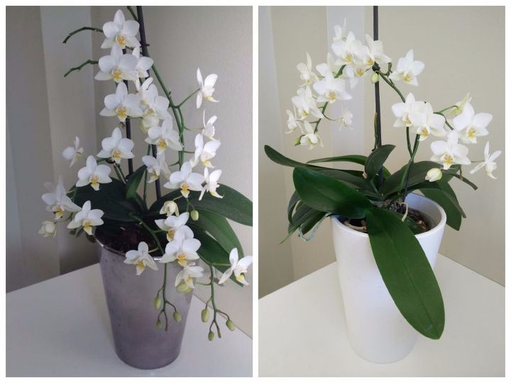 how to re bloom your orchids