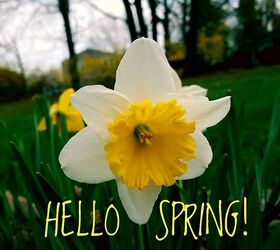 hello spring i m in the garden, Lela s Garden Daffodil in the Spring
