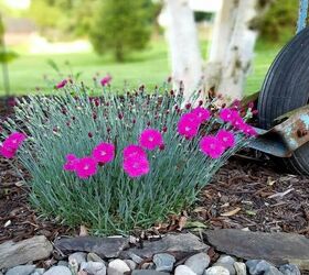 hello spring i m in the garden, Lela s Garden Vivid color from my Dianthus