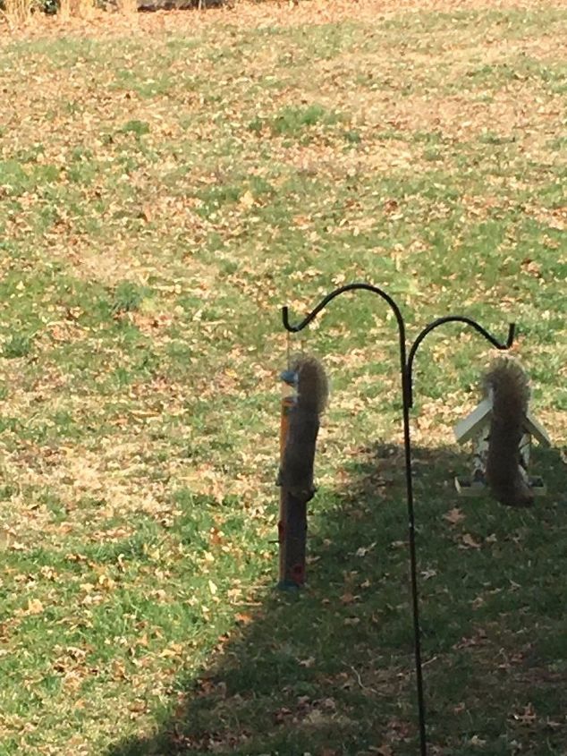 q hometalkers i need bird feeder and bird seed advice virginia area