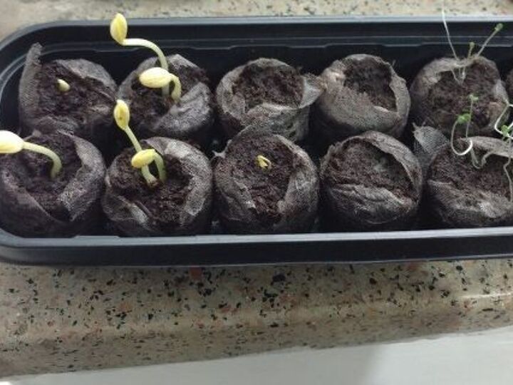 q need advice for my sprouting plants