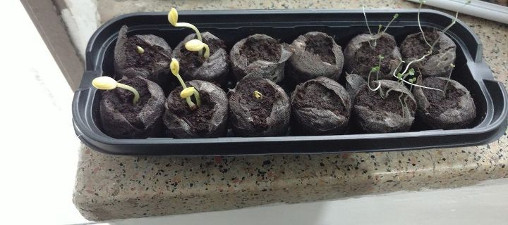 q need advice for my sprouting plants