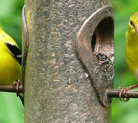 attract birds to your garden with a few easy additions