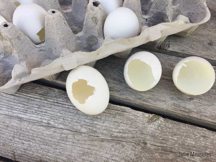 terrarios de cascara de huevo
