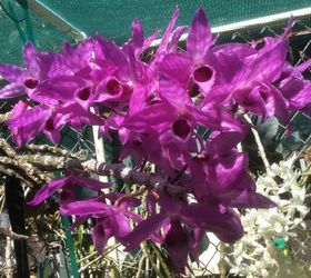 q any orchid hobbyist