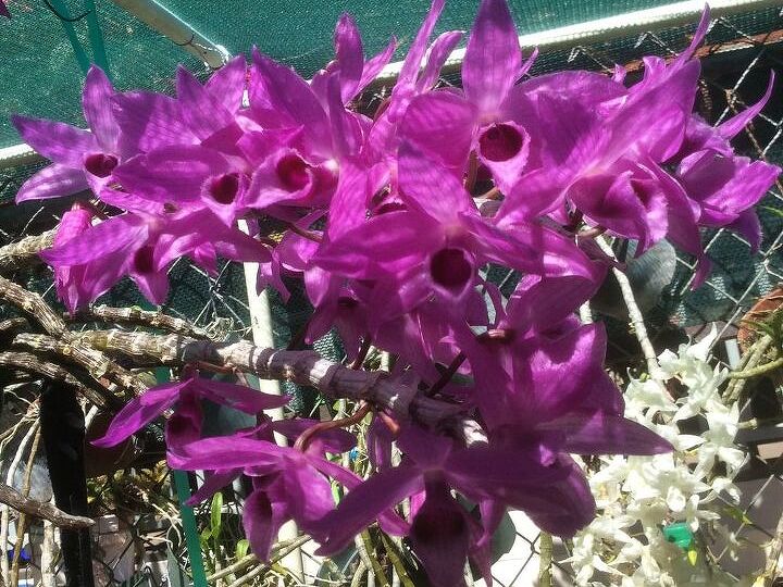q any orchid hobbyist