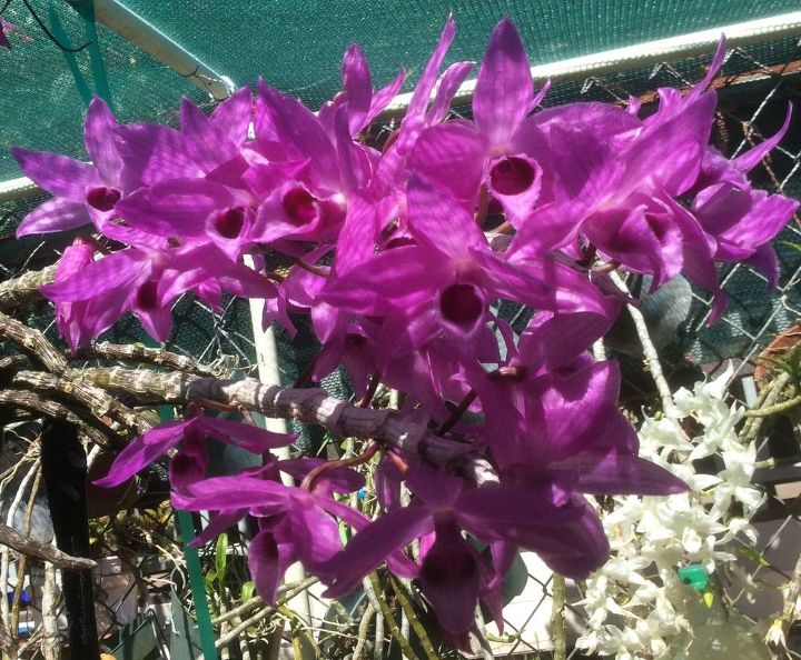 q any orchid hobbyist