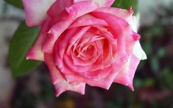  A poda anual de inverno ou primavera de uma rosa de chá híbrida