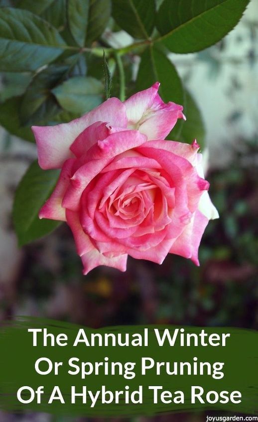 la poda anual de invierno o primavera de un rosal hbrido de t