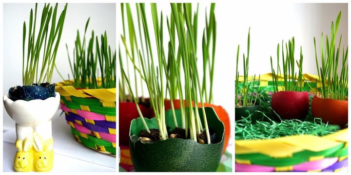 cultivar hierba en cscaras de huevo bricolaje sencillo para pascua