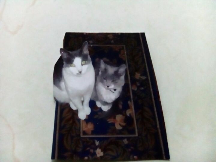 e make an outdoor litter box for your cat
