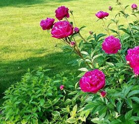 i m so ready for time in the garden are you, Peonies in bloom