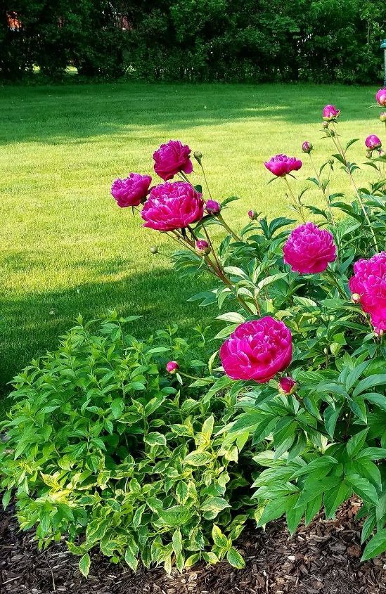 i m so ready for time in the garden are you, Peonies in bloom