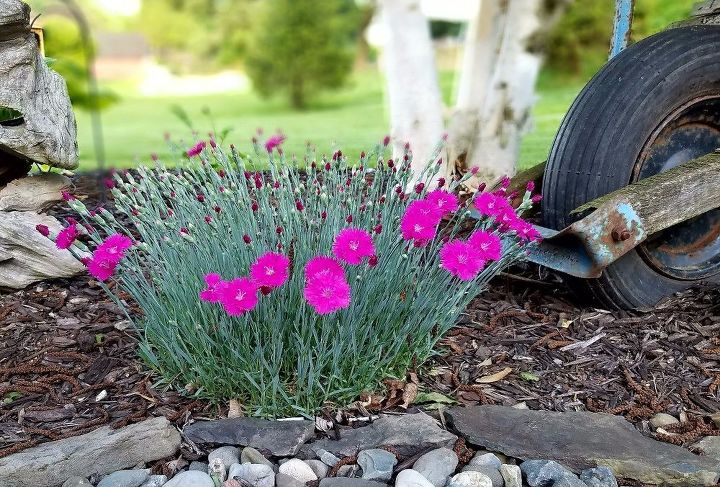 i m so ready for time in the garden are you, Bright and pretty Dianthus