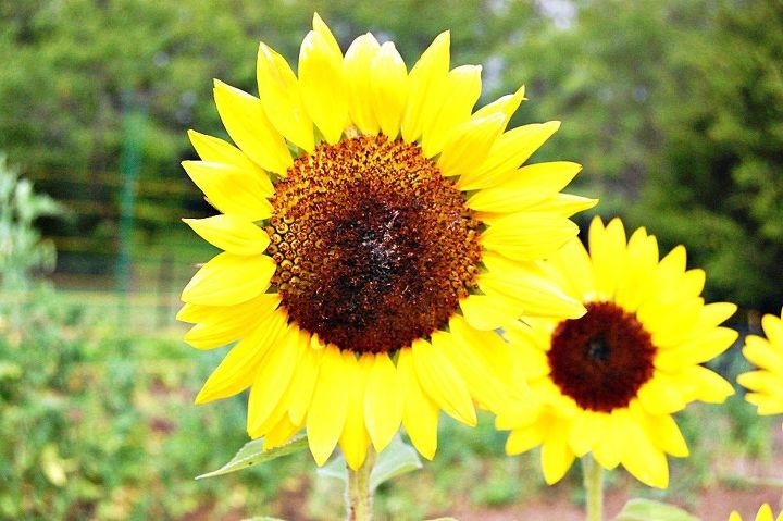 spring gardening tips, Sunflower