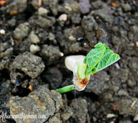 spring gardening tips, Green Bean Sprouting