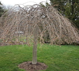 i need some advise about pruning my weeping cherry tree