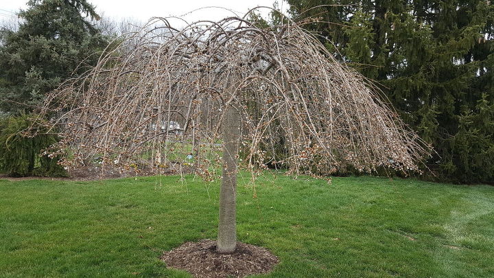 I Need Some Advise About Pruning My Weeping Cherry Tree Hometalk I Need Some Advise About Pruning My Weeping Cherry Tree Hometalk