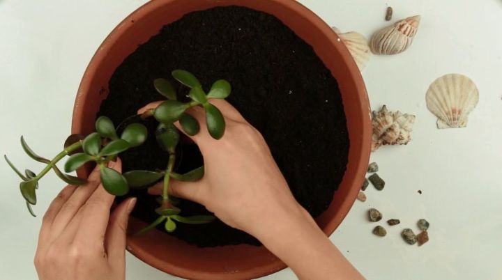 como fazer um jardim de suculentas em miniatura