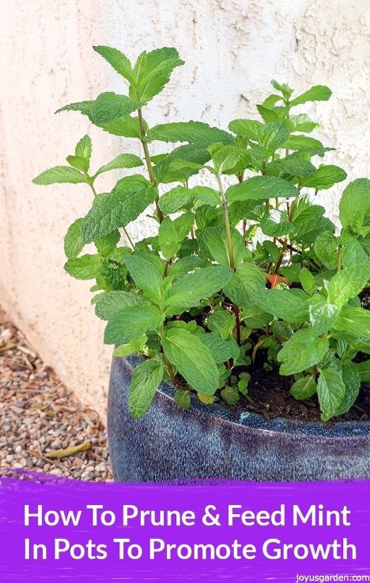 how to prune feed mint in pots to promote growth