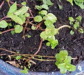 how to prune feed mint in pots to promote growth