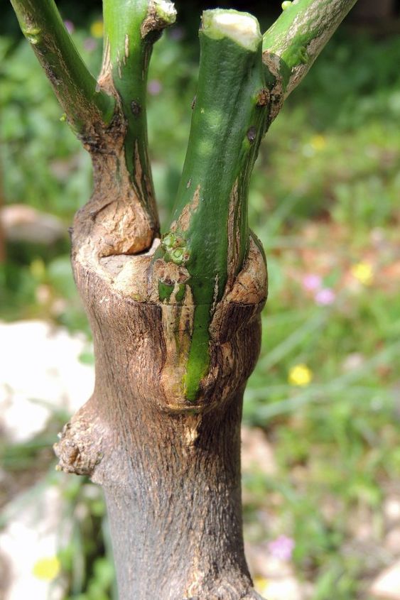 grafting fruit trees a step by step picture tutorial