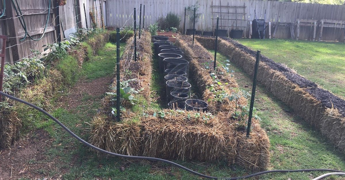 Straw Bale Gardening Hometalk