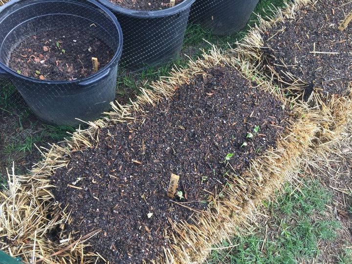 straw bale gardening