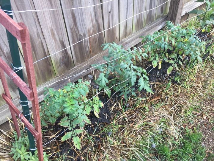 straw bale gardening