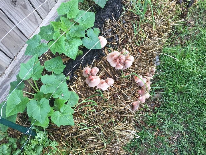 straw bale gardening
