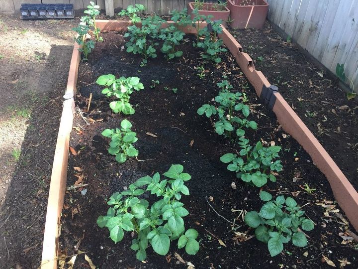 straw bale gardening