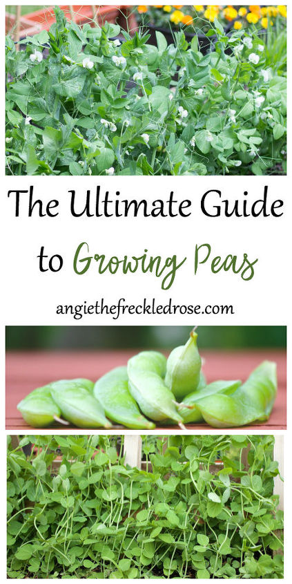 the ultimate guide to growing peas, Make Sure To Pin For Later