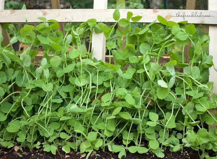 the ultimate guide to growing peas