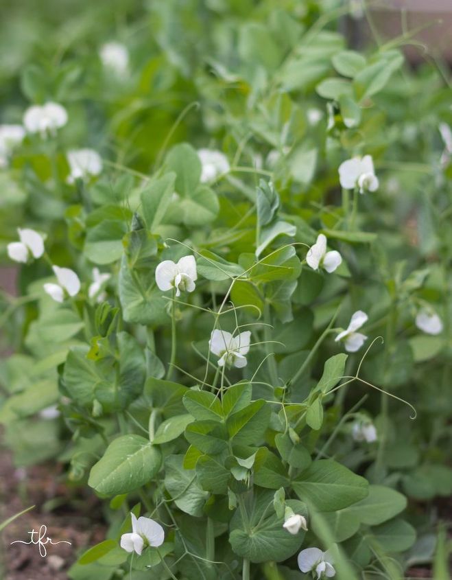 the ultimate guide to growing peas