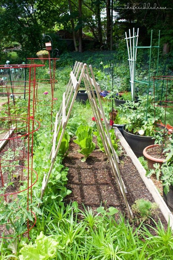 the ultimate guide to growing peas, Peas growing up my wooden trellis is 2015