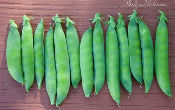 The Ultimate Guide To Growing Peas