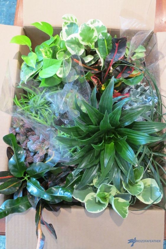 Diy Soda Bottle Vertical Garden Project Hometalk